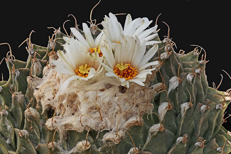Obregonia denegrii